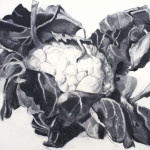 Brassica 1