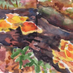 An Incandescence of Mushrooms